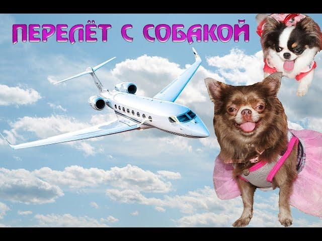 С собакой в самолёте / ЧИХУАХУА / Перелёт с собакой