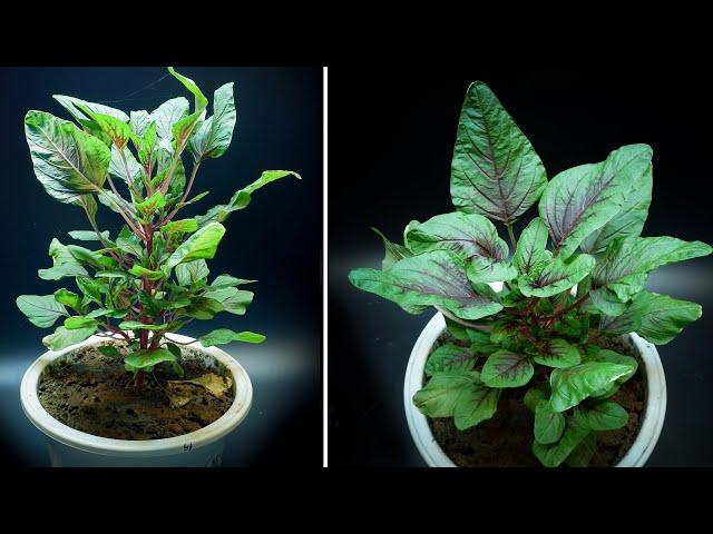 Growing Amaranth From Seed Time Lapse