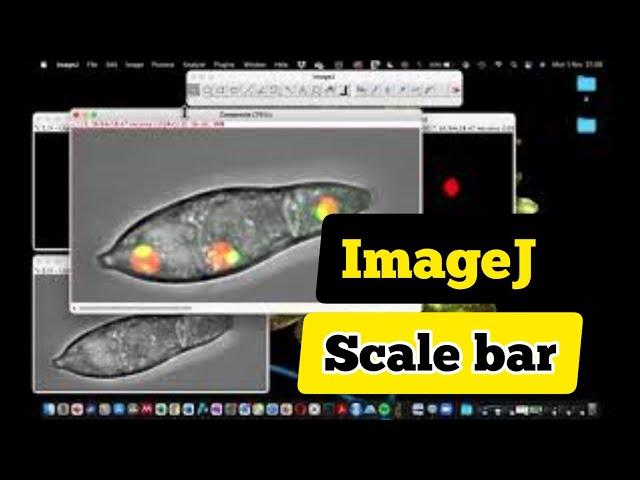 Scale bar not showing up in TIFF image | ImageJ scale bar disappears | set scale bar in ImageJ