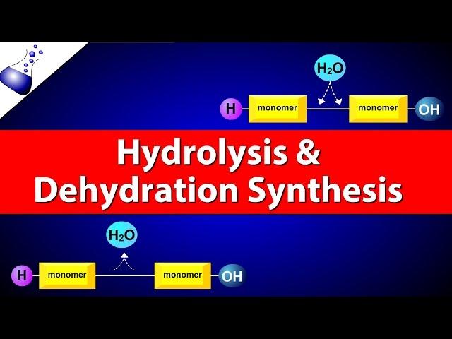 Hydrolysis and Dehydration Synthesis