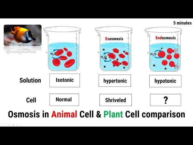 Comparison of Osmosis and Tonicity in Animal and Plant Cell