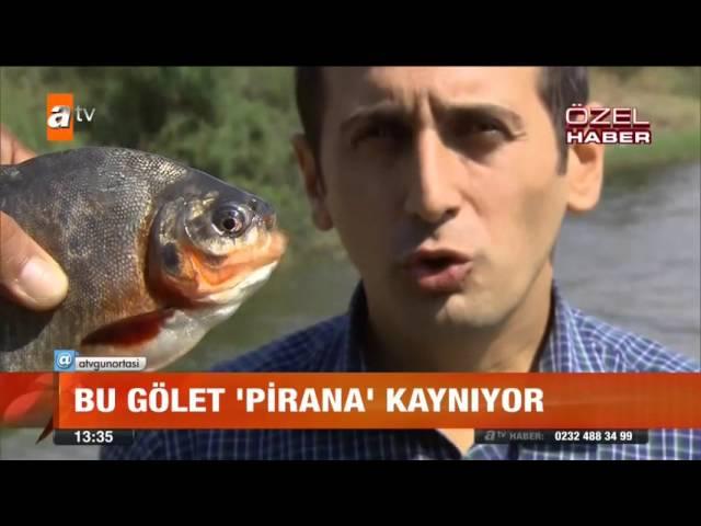 Bu gölet "pirana" kaynıyor! - atv Gün Ortası Bülteni