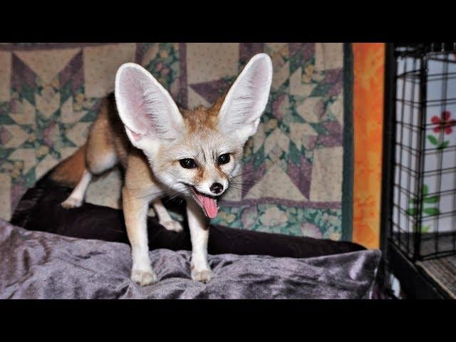 Fennec Fox Screams For 1 Minute Straight