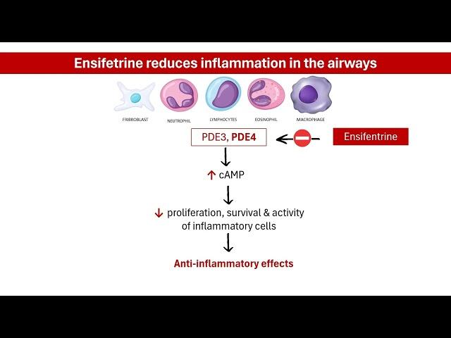 COPD Breakthrough: The Ensifentrine Revolution │ PHARMACOLOGY