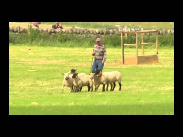 Michael Shearer & Roy - Day 1 - 2015 Scottish National Sheep Dog Trial