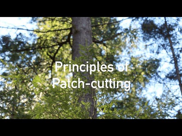 Principles of Patch Cutting