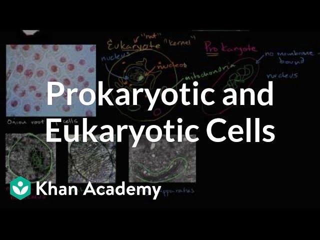 Prokaryotic and eukaryotic cells | Biology | Khan Academy
