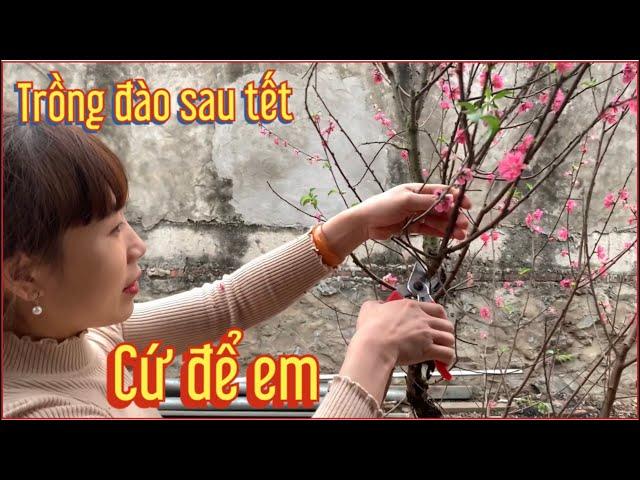 Cách cắt tỉa xả tàn đào  trồng lại đào sau tết vlog nhà nông