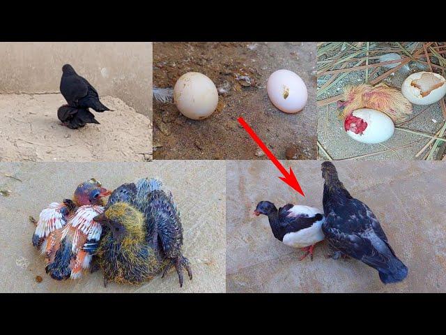 See how pigeons live in the village ||  World of birds