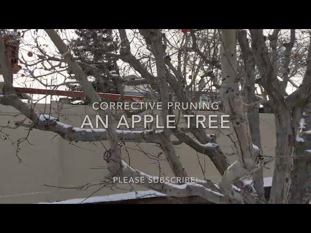 Corrective Pruning an Old Apple Tree