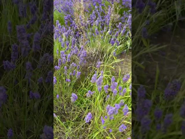 Discover the Beauty of Hitchin Lavender Farm in Ickleford, England #nature #naturelovers #shorts