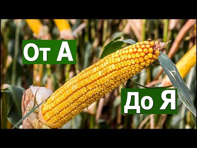 ️"Выращивание кукурузы" от А до Я #СельхозТехникаТВ / "Cultivation of corn" from A to Z