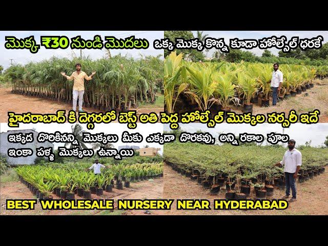 Best Biggest Wholesale Nursery Near Hyderabad, Buy Fruit, Flower, Show Plants Under Low Prices