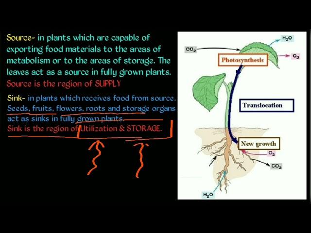 Source Sink Relationship | sem 4 Botany Plang physiology and metabolism
