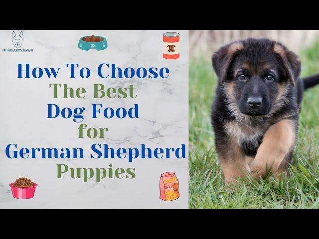 How To Choose The Best Dog Food for German Shepherd Puppies