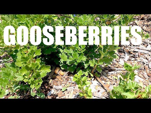 GOOSEBERRIES, Everything You Need To Know!