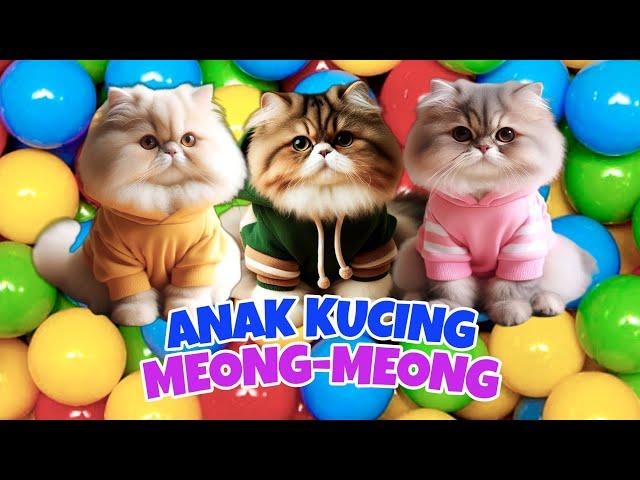 KUCING GEMOY MEONG MEONG ‼️ ANAK KUCING MEONG MEONG | KUCING OYEN #kucing #kucinglucu