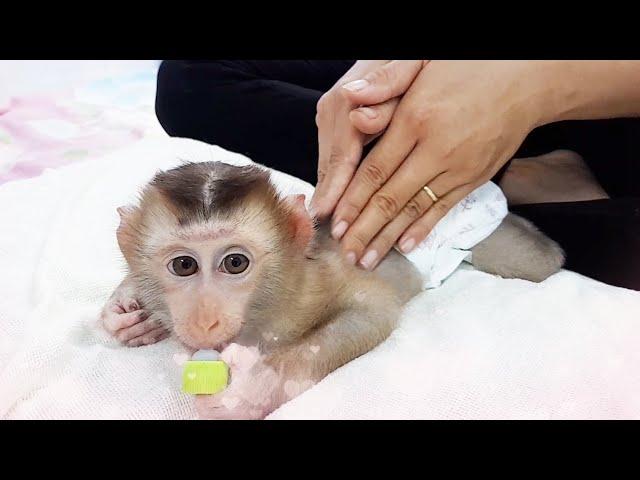 Very comfortable!! The cute baby monkey LyLy loves a relaxing massage after bathing.