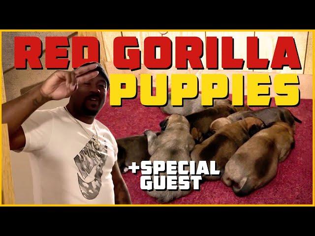 Red Gorilla Dogs | African Boerboel Puppies 7 days