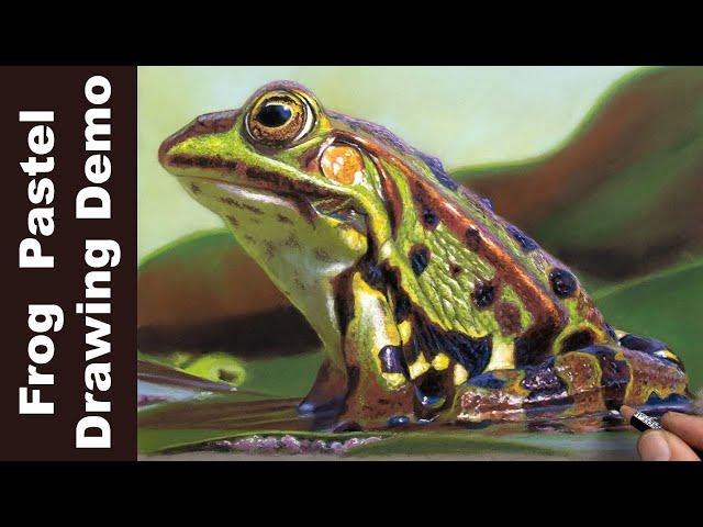 Pastel Pencil Lesson - Frog Drawing - Jason Morgan wildlife art