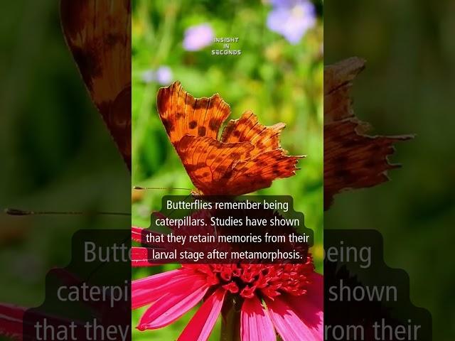 Today's Insight: Butterflies #shorts #insight #facts #infomation #knowledge #daily #butterflies