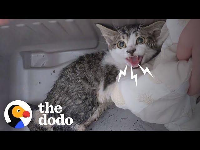 Woman Rescues A Very Angry, Growly Feral Kitten And Earns Her Love | The Dodo Cat Crazy