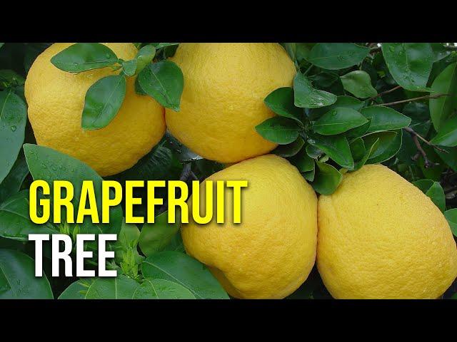 Grapefruit Tree