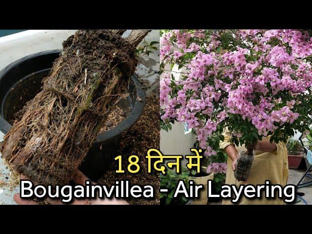 Bougainvillea - Air Layering18 दिन में