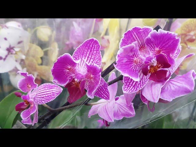 Как Вам такое поступление ОРХИДЕИ фаленопсис? LEROY MERLIN ЛЕРУА МЕРЛЕН орхидея бабочка Orchid