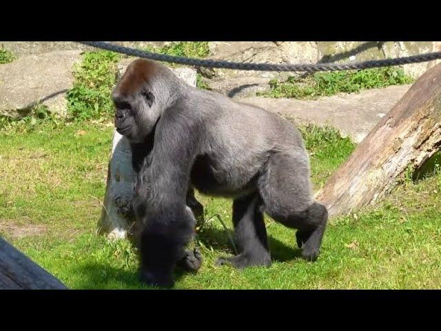 Agressive Female Gorilla    Gorilla Weibchen provoziert