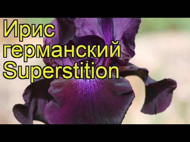 Ирис германский Суеверие. Краткий обзор, описание характеристик iris germanica Superstition