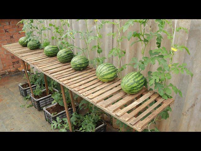 I wish I knew this method of growing watermelons sooner - It's easy and works great