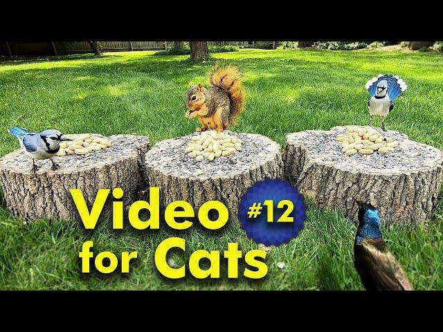 TV for Cats | Backyard Bird and Squirrel Watching | Video 12