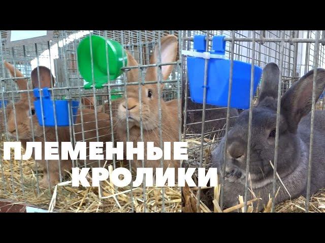 Бургундские и Венские кролики - серые, голубые, белые, чёрные