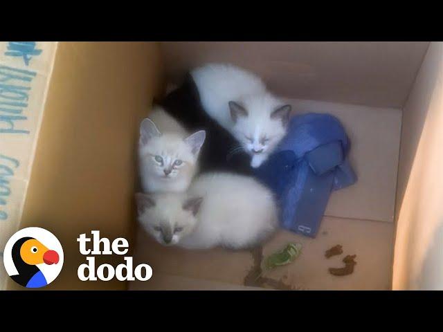 Dad Finds A Box Of Kittens Outside And Brings Them All In... | The Dodo