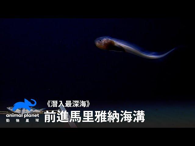 是誰住在深海的的大海溝裡～人類垃圾～？！｜潛入最深海｜動物星球頻道