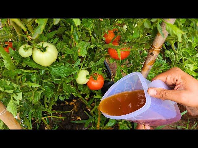 Homemade Tomato Fertilizer: Powerful Natural Recipes For A Sublime Crop