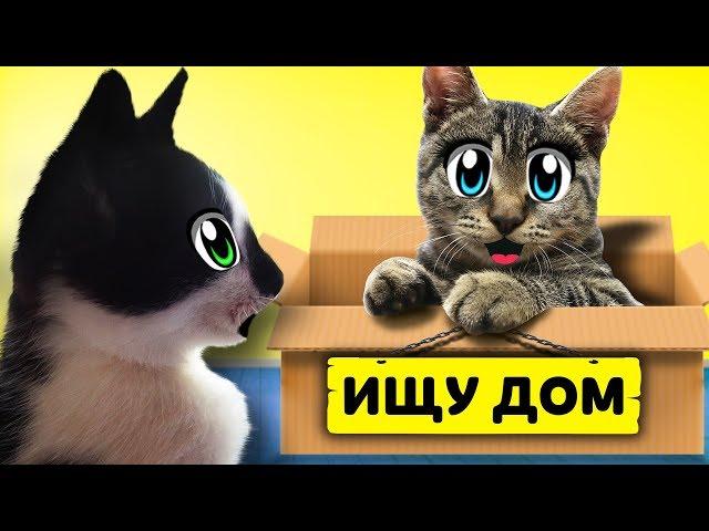 ИЩУ ДОМ! КОТ МАЛЫШ и КОШЕЧКА МУРКА и Бездомный КОТЕНОК! ХЭЛЛОУИН МЫШКА наш НОВЫЙ ПИТОМЕЦ! Kitty cats