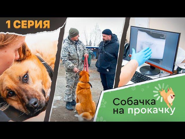 СОБАЧКА НА ПРОКАЧКУ 1 серия: Сложный выбор главных героев / Первый осмотр в ветеринарной клинике