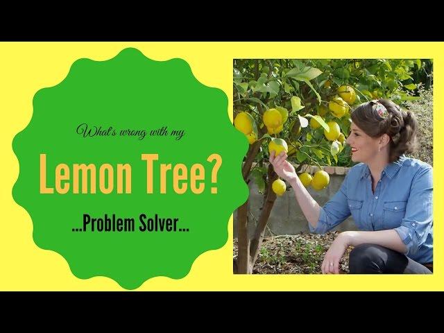 What's wrong with my lemon tree? // Lemon Tree Diseases & Problem Solver // The Gardenettes