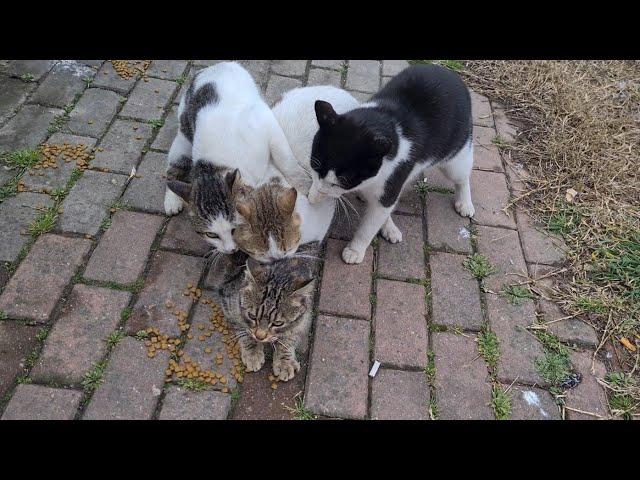 Poor Female Cat Attacked by 3 Male Cats.