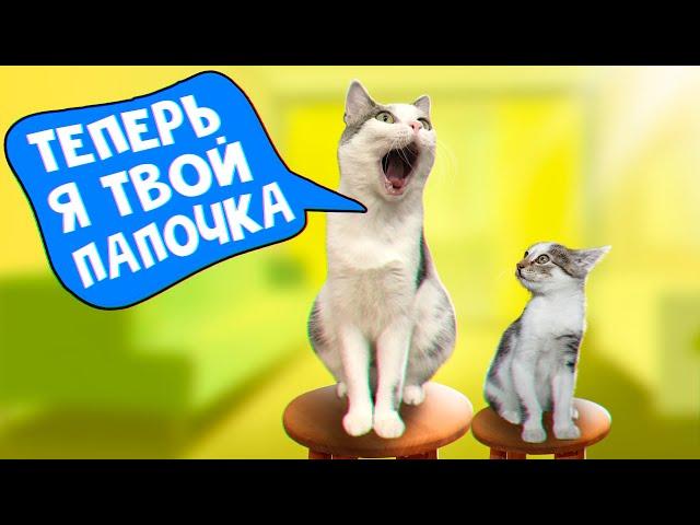 Один день с котенком из прошлого выпуска / SANI vlog