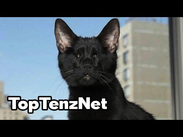 Top 10 Times A Cat Saved A Human Life