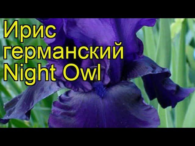 Ирис германский Ночная Сова. Краткий обзор, описание характеристик iris germanica Night Owl