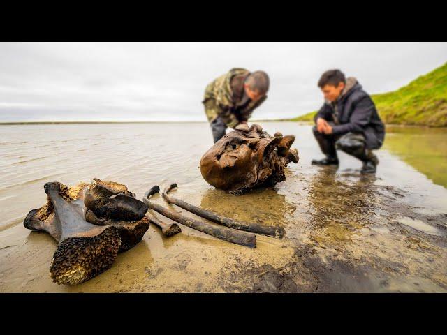 Скелет мамонта на Ямале. Редкие кадры раскопок. Останки вымершего животного | Полярные истории