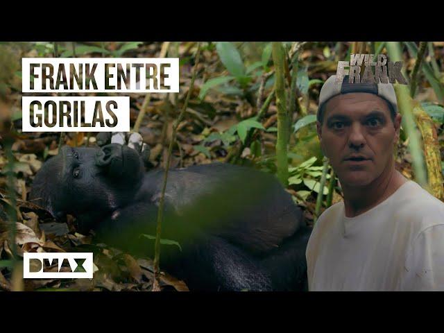 Los 5 mejores momentos de Wild Frank junto a los gorilas | Wild Frank