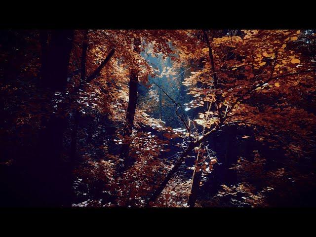 FOREST | DJI AIR 2S | 5K CINEMATIC FOOTAGE