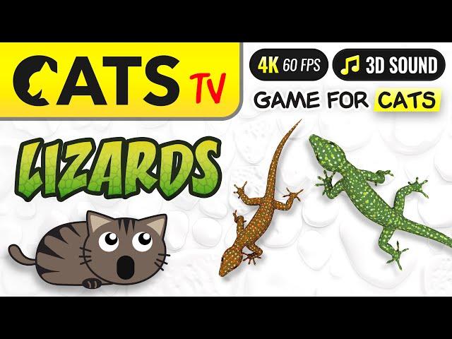 CATS TV - Fast 3D Lizard  Game for cats & dogs  [4K]