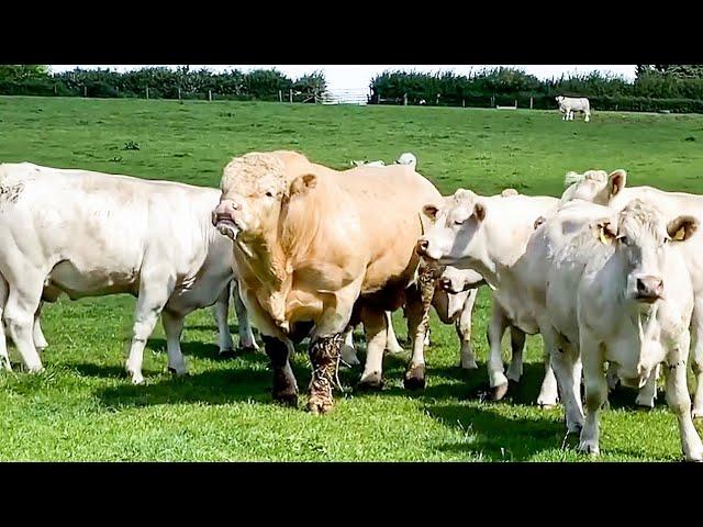 Charolais bull doesn't like to waste any time with the cows, starts the action within a minute