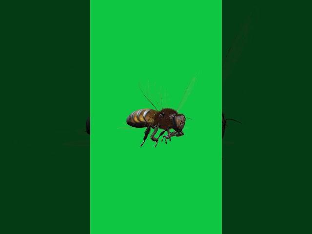 Honeybee 3D flying green screen